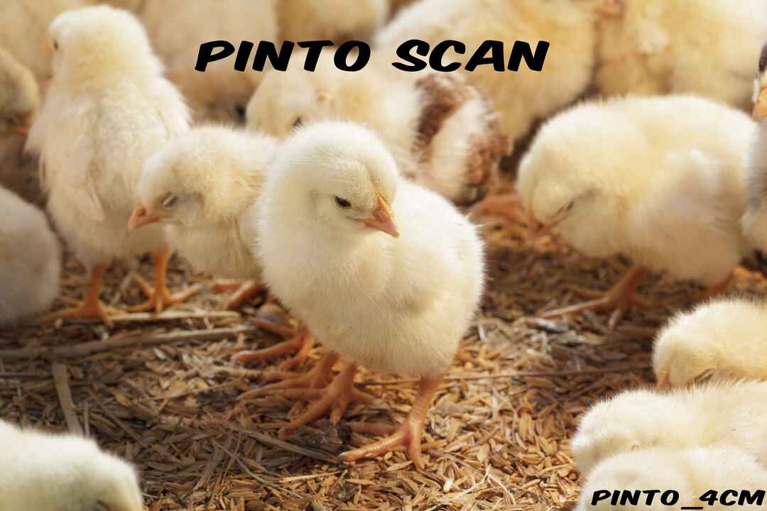 Página 1
